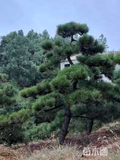 15公分造型黑松