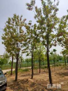 8公分香花槐