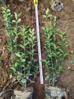 高度60厘米大叶黄杨