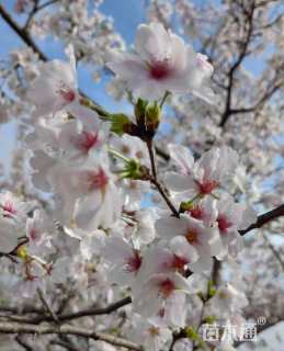 14公分染井吉野樱