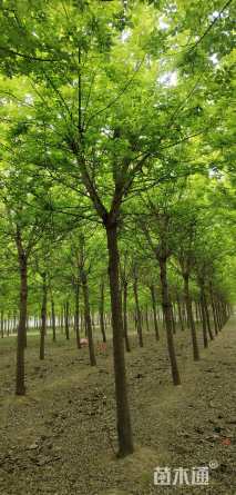 12公分金叶复叶槭