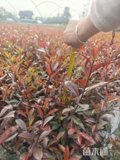 高度40厘米红叶石楠大杯苗