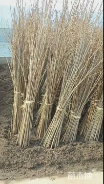 高度120厘米樱花小苗