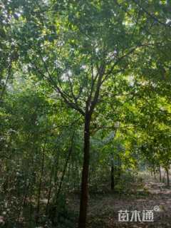 13公分朴树