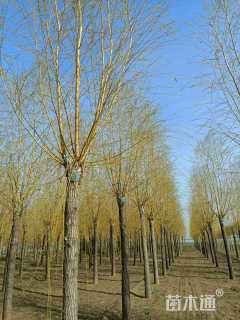 10公分金丝垂柳