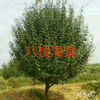 20公分海棠