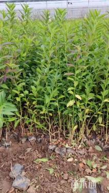 高度50厘米连翘