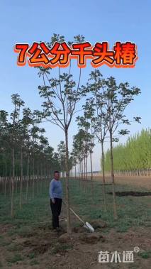 8公分千头椿