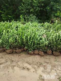 冠幅180厘米胶东卫矛球