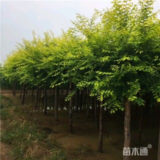 8公分金叶榆