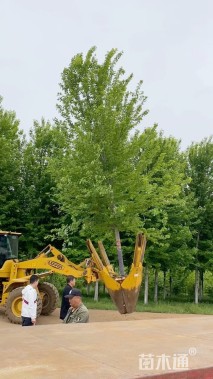 18公分美国红枫-秋火焰