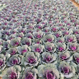 高度18厘米羽衣甘蓝