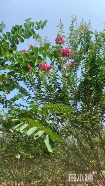 高度400厘米丛生紫薇