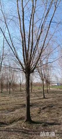 18公分金丝垂柳