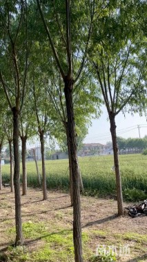 10公分柳树