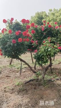 高度200厘米古桩月季