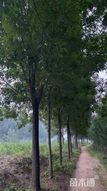 15公分白蜡