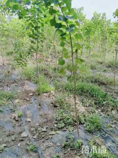 高度50厘米乌桕小苗