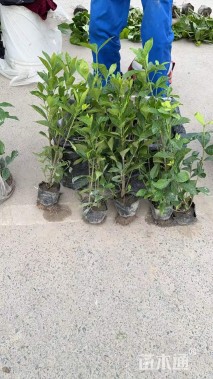 高度30厘米大叶栀子