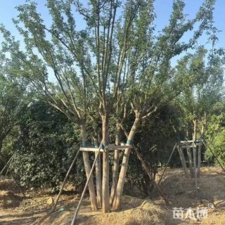高度400厘米丛生大叶女贞