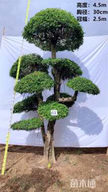 30公分对节白蜡