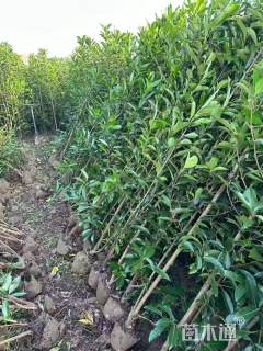 高度80厘米法国冬青绿篱