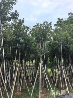 5公分黄花风铃木
