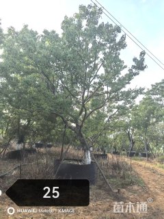 60公分丛生乌桕