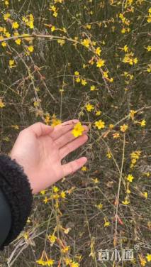 高度60厘米迎春花