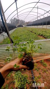 高度15厘米红花酢浆草