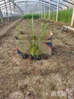 高度25厘米矮蒲苇