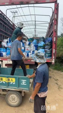 高度15厘米头花蓼