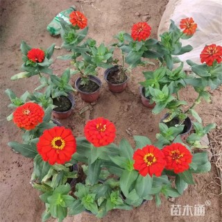 高度30厘米多花百日菊