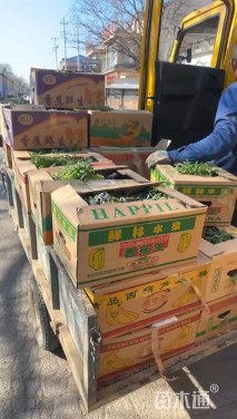 高度40厘米鼠尾草