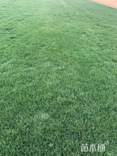 草卷状百慕大草