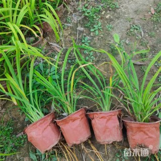 高度35厘米大花萱草