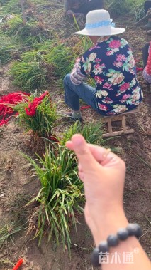 高度10厘米常绿萱草