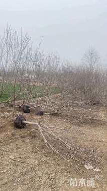 7公分樱花