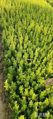 高度50厘米瓜子黄杨