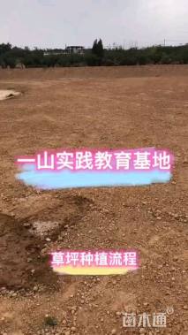 四季青草坪种子