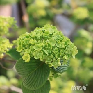 高度60厘米麻叶木绣球