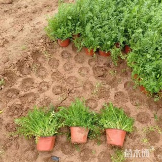 高度20厘米蓍草