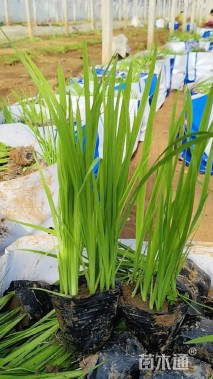 高度40厘米水生鸢尾