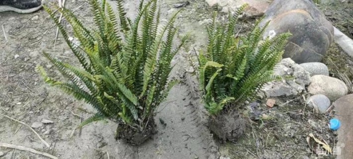 高度30厘米肾蕨