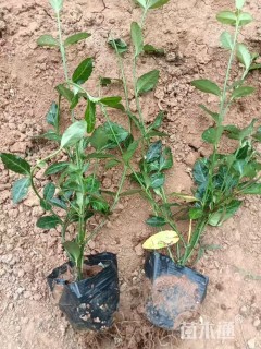 40厘米小叶扶芳藤