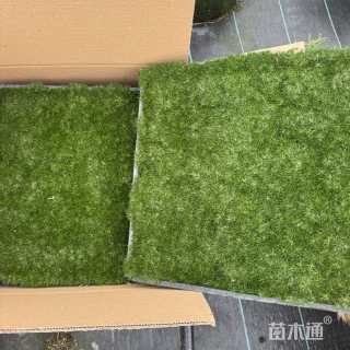 高度5厘米绿珊瑚