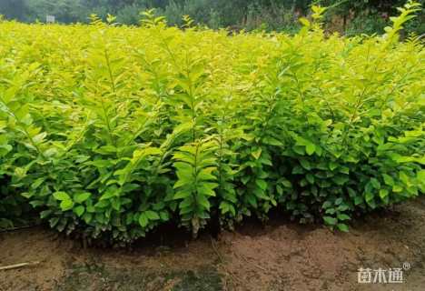 高度70厘米金叶女贞