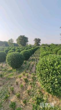 冠幅150厘米卫矛球