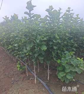 2公分玉兰
