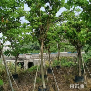 8公分羊蹄甲